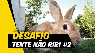 Os VÍDEOS Mais Engracados de COELHOS Maio 2020 #2 | Tente Não Rir