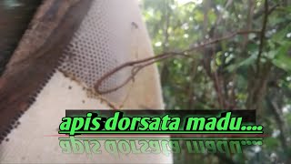 panen lagi loor...madu hutan..apis dorsata..