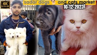 Saddar Dogs Market 10-12-23 Karachi | Pitbull dog German Shepherd Siberian | Dogs market Hindi/Urdu