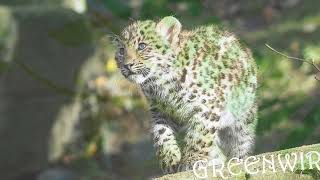 Endangered Amur Leopard Cub Explores Outdoor Enclosure With Watchful Mum