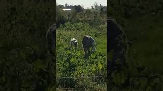 Alpacas