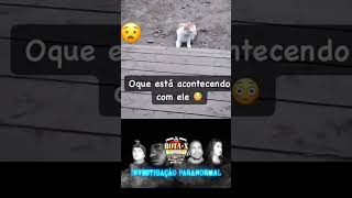 gato é atacado por espírito maligno #pet#entidades #paranormal