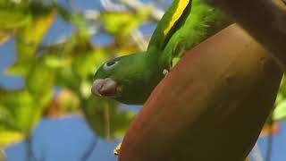 Yellow-chevroned Parakeet found something to eat (Brotogeris chiriri)