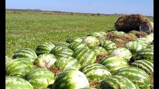 Cultivo de melancia no Sul