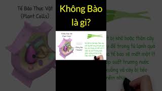 Không Bào là gì? | Tri thức nhân loại