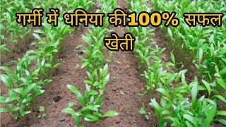 Dhaniya ki kheti। धनिया की खेती। Coriander farming। गर्मी में धनिया की खेती। Garmi main dhaniya।