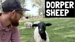 EVERYTHING on Dorper Sheep | The Angus of Sheep