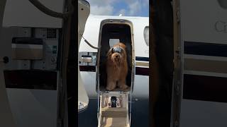 My dog flys Private 🐶🛩️ #goldendoodle #flyprivate #dogtravel #petfluencer