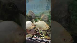 Fish on home Aquarium#fish #aquarium #parrotfish #ytshorts #youtubeshorts #shorts