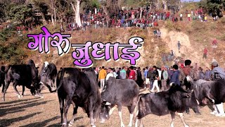 गोरु जुधाई [ OX Fiest ] #Bull_Fight #गोरु_पर्व #Ox_Fight #dengerous_ox_Fight