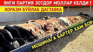 ЯНГИ ПАРТИЯ ЗОТДОР МОЛЛАР КЕЛДИ МОШИНАГА БАРТЕР ХАМ БОР ХОРАЗМ БУ́ЙЛАБ ДАСТАВКА !!! ХОРАЗМ БОЗОР