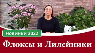 Флоксы и Лилейники Новинки 2022