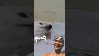 Eita Preguiça Boa Desse Cachorro