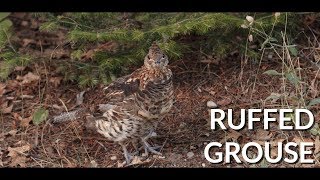 Wild Ruffed Grouse | Called In | Bonus Video