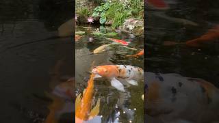 Massive Koi | #shorts