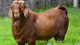 Guess The Goat Breed