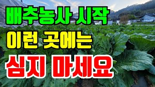 배추밭 만들기는시기 이런곳에는 배추밭 만들지 마세요