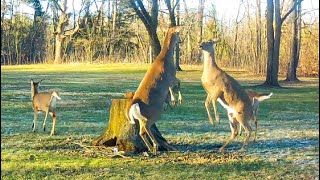 Up to 14 deer using my front yard as a playground---zoomies, chasing, jumping, running, playing.