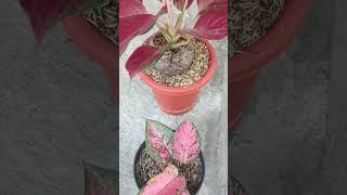 Aglaonema RHCP & Lady Valentine