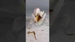 Aquí les presento la feroz mantis religiosa