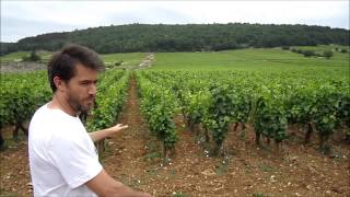 Derek in Clos St Jacques, Gevrey-Chambertin