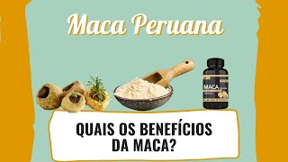 Os incríveis benefícios da maca peruana para a saúde