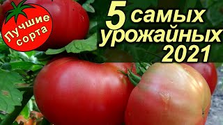 5 САМЫХ УРОЖАЙНЫХ НОВЫХ СОРТОВ ТОМАТОВ 2021 (лучшие сорта томатов)