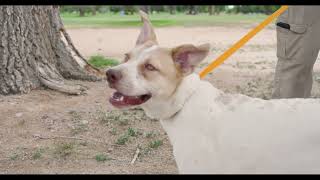 Pet Tips - Importance of Leashes