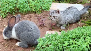 Kitten Milo looked after the two rabbits very well when they went to the vegetable garden to play