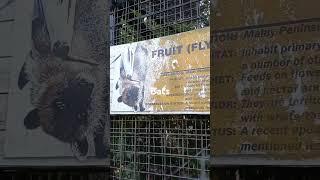 Flying foxes at davao crocodile park #amazingfacts #animalpark #trendingshorts #viralvide