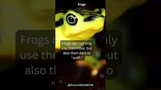 Interesting Facts about Frogs