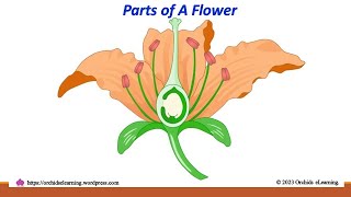 Parts of Flower and their functions | Important Parts of Flower | Reproductive Organ of a plant