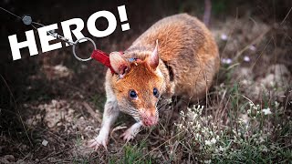 Cambodia's life-saving HERO RATS in training | Behind the scenes documentary photography