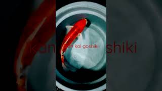 ikan koi goshiki, energy...💪 #shortsfeed #ikan #ikankoi #shortsyoutube #shortvideo