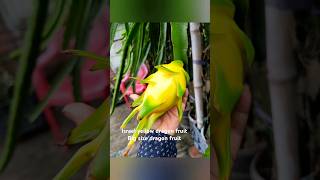 Israel yellow dragon fruit #graftingdragonfruit77