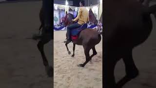 رقص الخيل العربي جميل