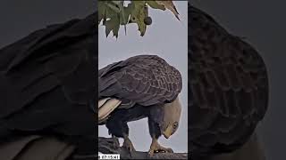 Close-Up of Irvin at the U. S. Steel Bald Eagles nest