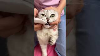 How to brush a cat's teeth 🦷