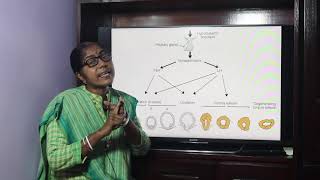 Lecture on Ovarian Cycle