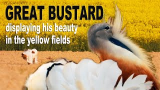 Great Bustard in Courtship in the Yellow Fields in Spain