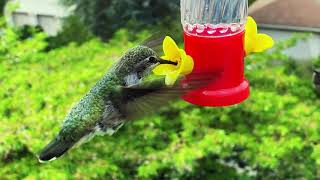 Hummingbird Feeding Frenzy