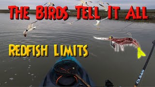 Let The Birds Tell It! Redfish Limits In The Marsh Kayak Fishing South Texas