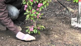 Planting Trees - How-To Video Series