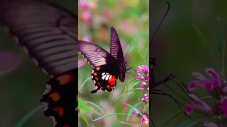 🦋 Fluttering Beauty: Butterfly Dance Over Blooming Flowers #wildlife #nature