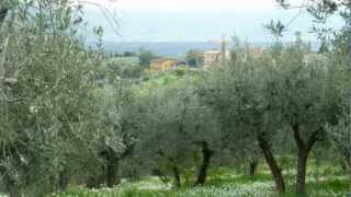 Olive Oil: How It's Made in Italy