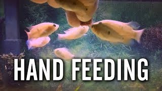 Hand Feeding Baby Red Jewel Cichlids