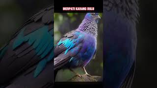 ULAR VIPER PURBA ...! #hewan #hewanlucu  #ular #merpati  #kecoa #shortvideo #shorts