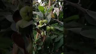 আপেল গাছ |🌳বৃক্ষ মেলা ঢাকা আগারগাঁও |