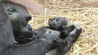 Gorilla Mom And Infant