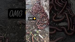 Centipedes Birth Place 😬 #centipede #arthropods #animals #shortvideo #shorts